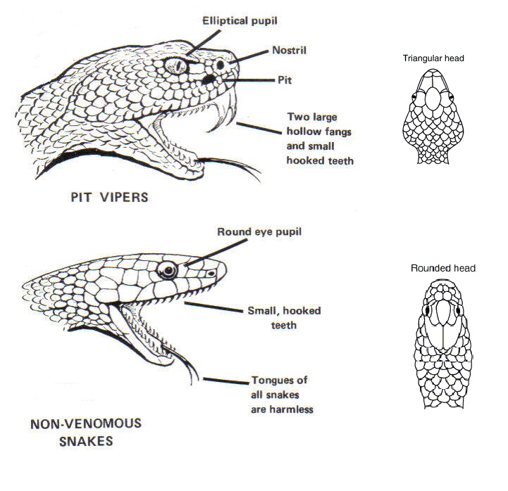 snake head shapes