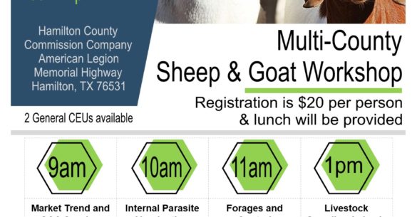 Sheep & Goat Workshop